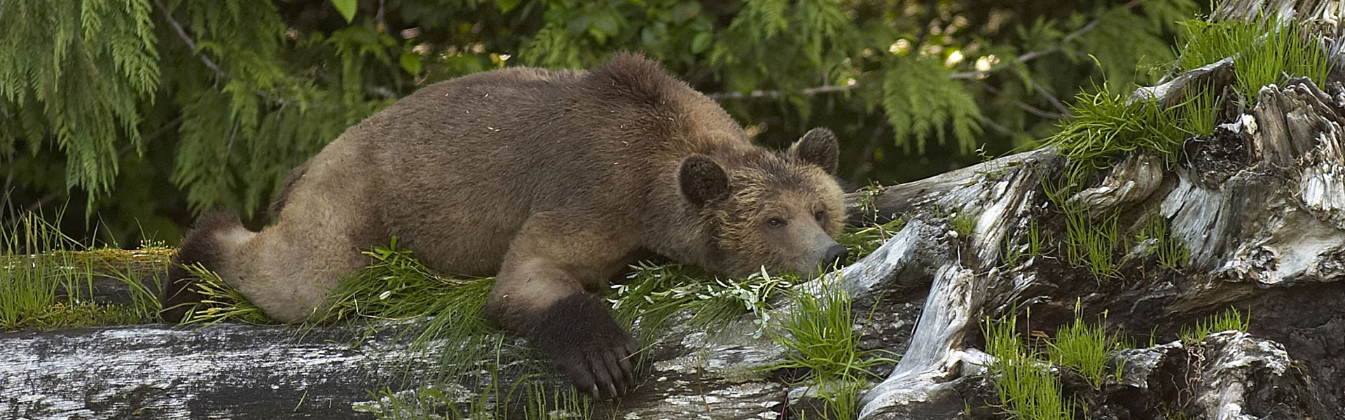 Wilderness Lodges and Wildlife Experiences in Canada