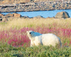 Arctic Polar Bears & Beluga Whales