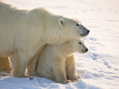 A mother polar bear and her cub in Churchill, Manitoba A mother polar bear and her cub in Churchill, Manitoba