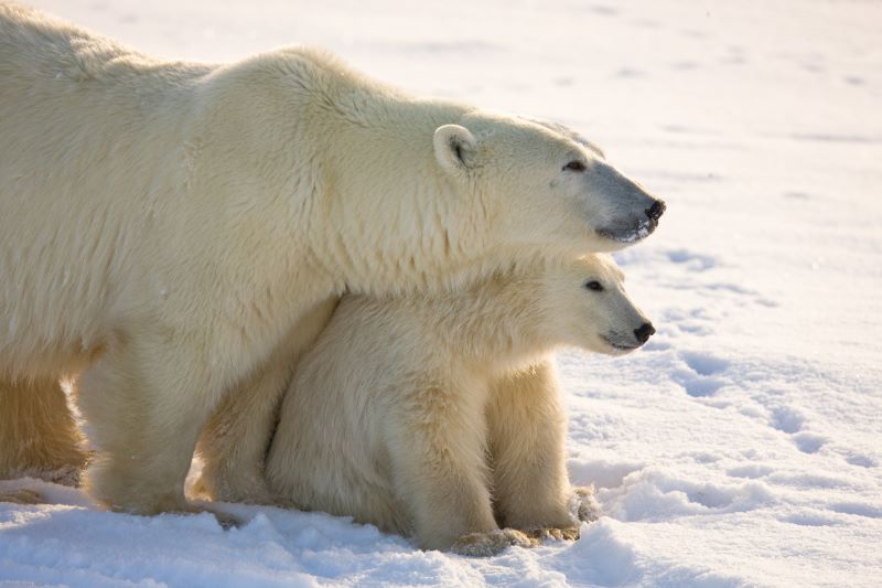 Busy Times at the World's Largest Polar Bear Prison - The Atlantic