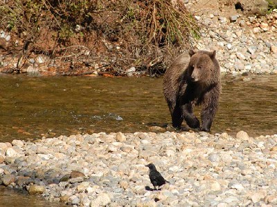 Bear Viewing at Farewell Harbour Lodge in BC A Grizzly Bear in British Columbia