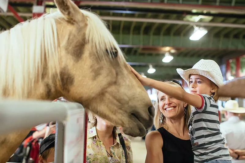 Calgary Stampede Calgary Stampede Packages 2023 & 2024