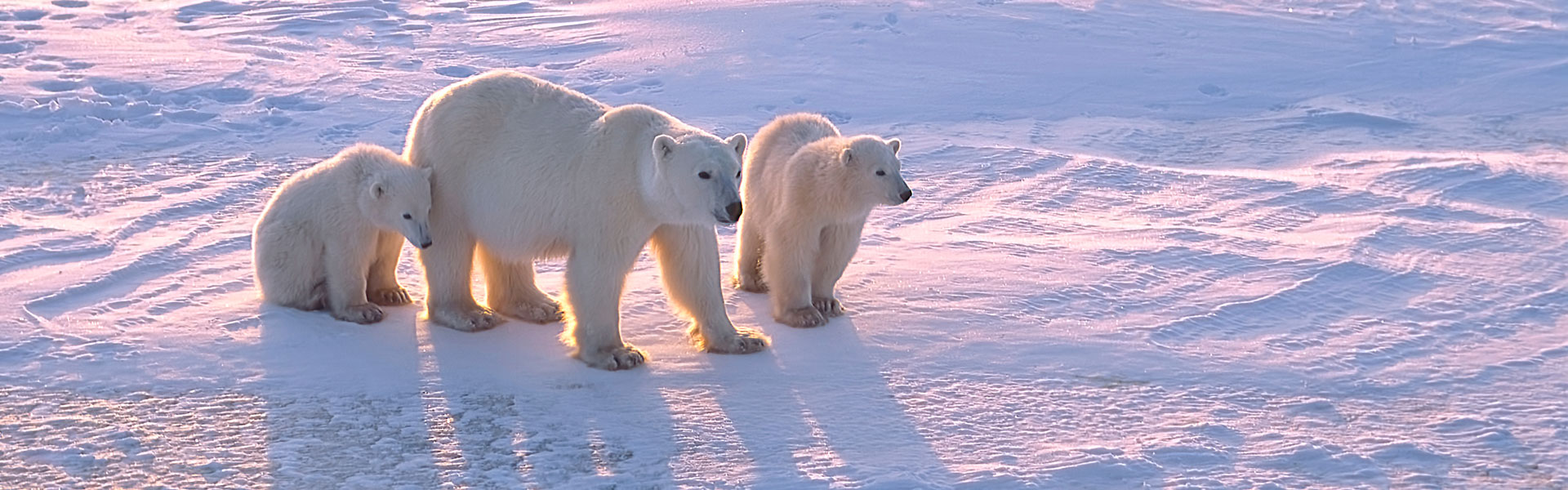 Polar Bear Tours to Churchill, Manitoba | Trip of a lifetime