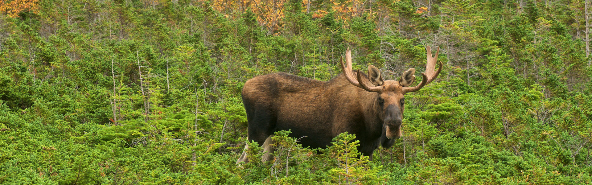 Deer Lake Newfoundland Road Trip Vacations