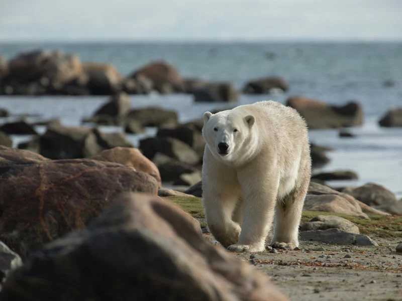 Canada Polar Bear Safaris | Birds, Bears and Belugas