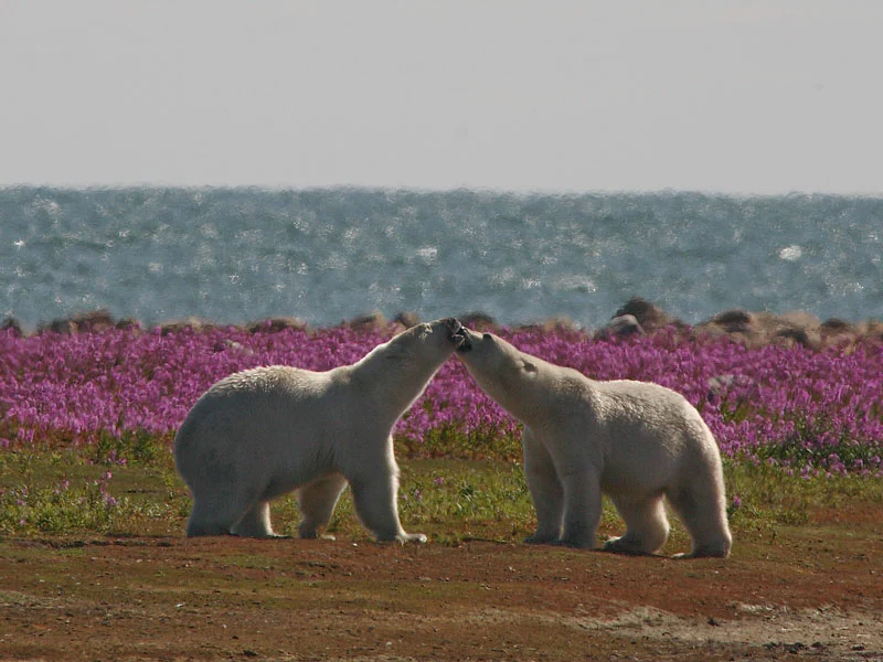 Canada Polar Bear Safaris | Birds, Bears and Belugas