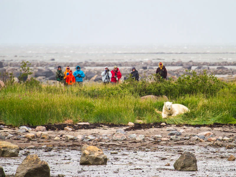 Canada Polar Bear Safaris | Birds, Bears and Belugas