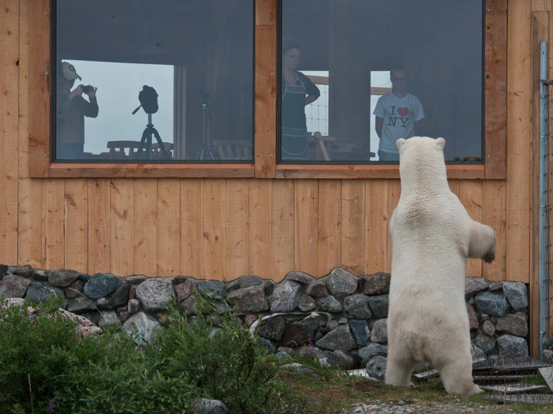 Canada Polar Bear Safaris | Birds, Bears and Belugas