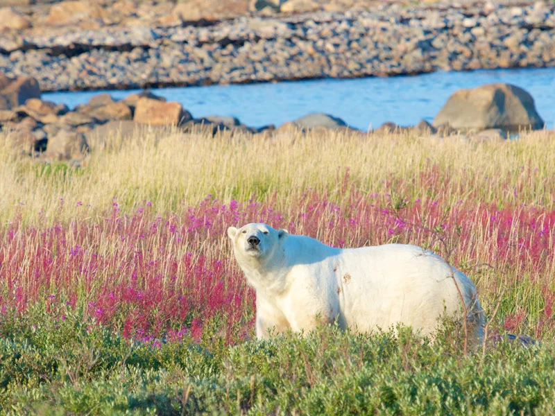 Canada Polar Bear Tour | Hudson Bay Odyssey 