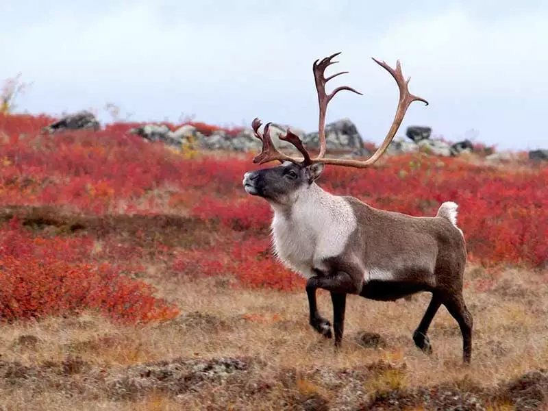 Canada Polar Bear Tour | Hudson Bay Odyssey 