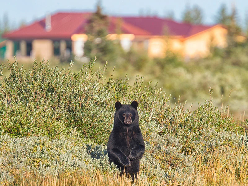 Canada Polar Bear Tour | Hudson Bay Odyssey 