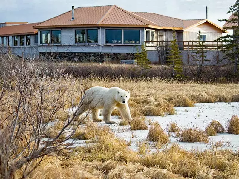 Canada Polar Bear Tour | Hudson Bay Odyssey 