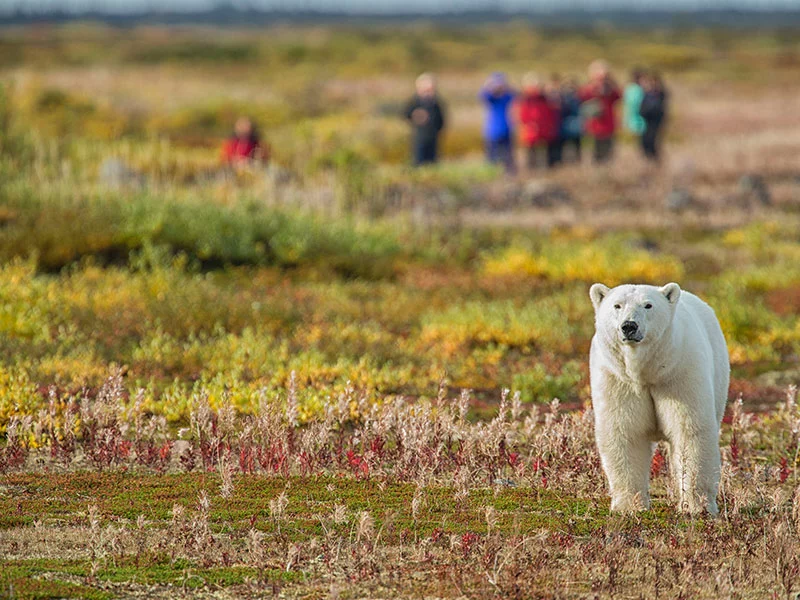 Canada Polar Bear Tour | Hudson Bay Odyssey 