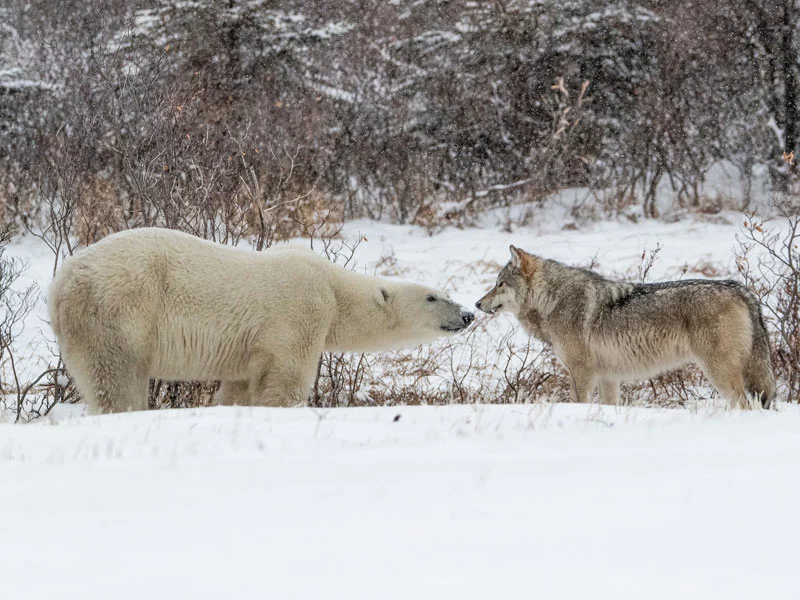  Canada Polar Bear Trip | Great Ice Bear Adventure