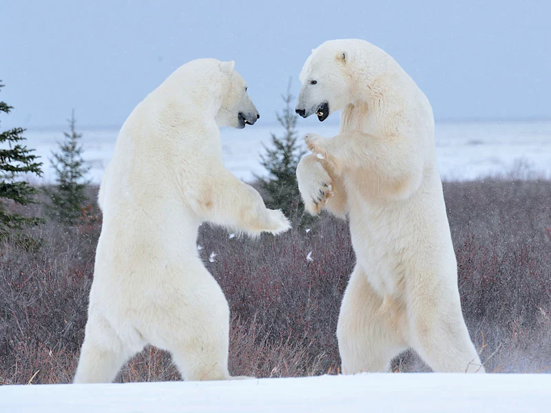  Canada Polar Bear Trip | Great Ice Bear Adventure