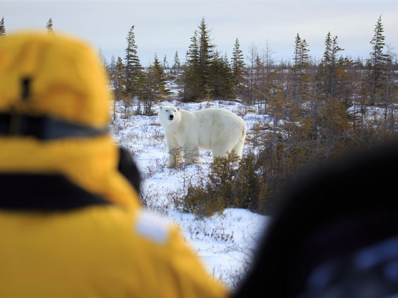  Canada Polar Bear Trip | Great Ice Bear Adventure