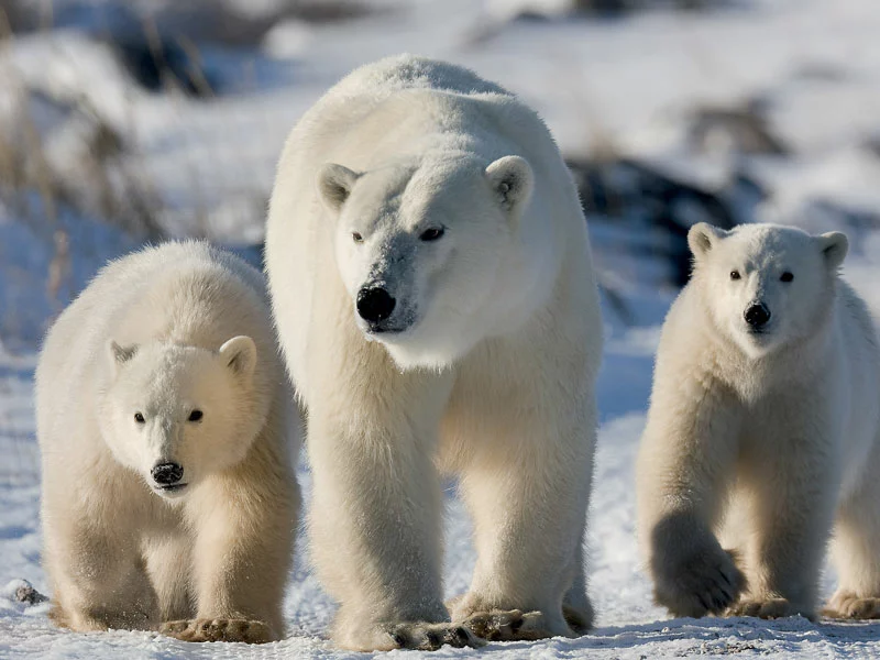  Canada Polar Bear Trip | Great Ice Bear Adventure