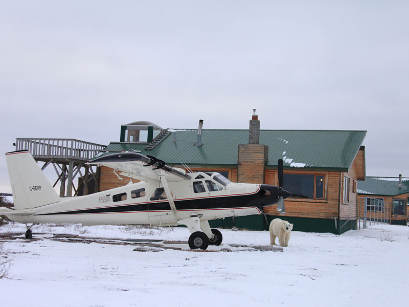  Canada Polar Bear Trip | Great Ice Bear Adventure