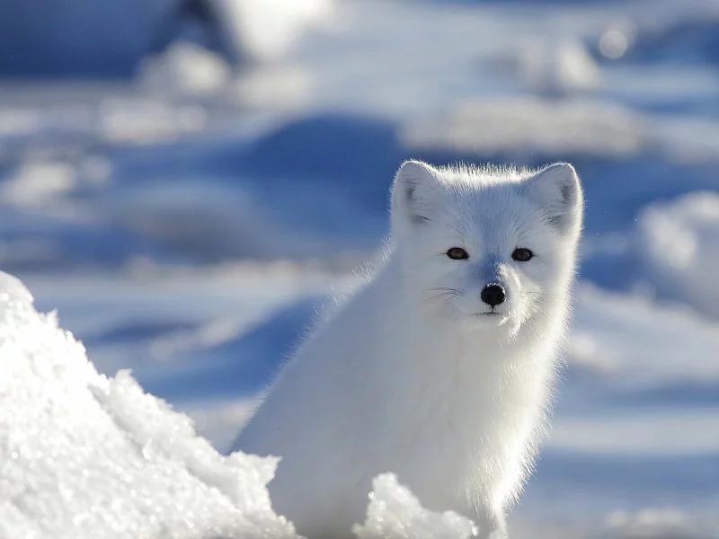  Canada Polar Bear Trip | Great Ice Bear Adventure