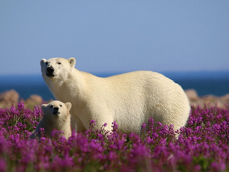 Canada Polar Bear Tours | Beluga Whales, Bears & Bloom