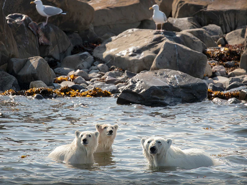 Canada Polar Bear Tours | Beluga Whales, Bears & Bloom