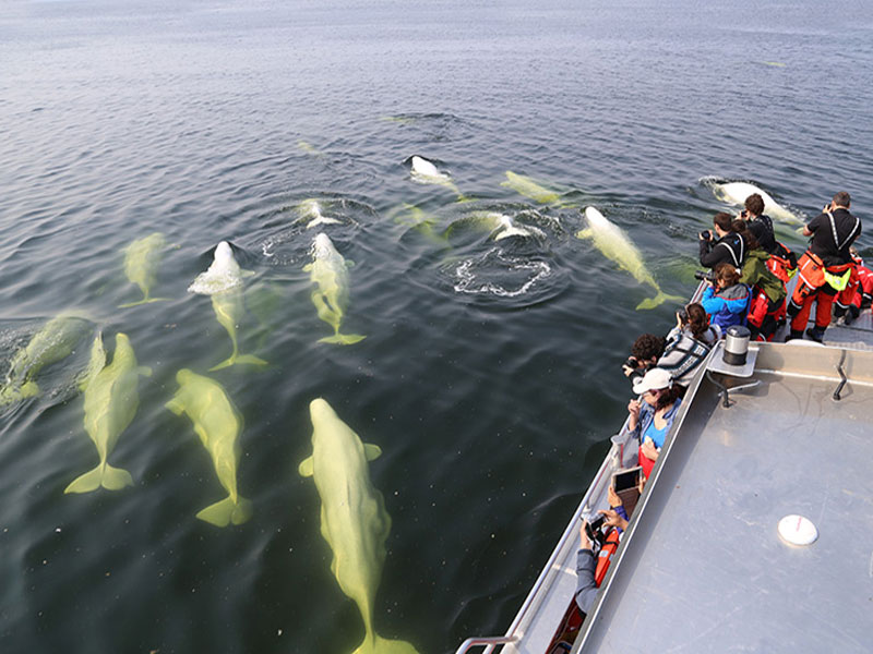 Canada Polar Bear Tours | Beluga Whales, Bears & Bloom