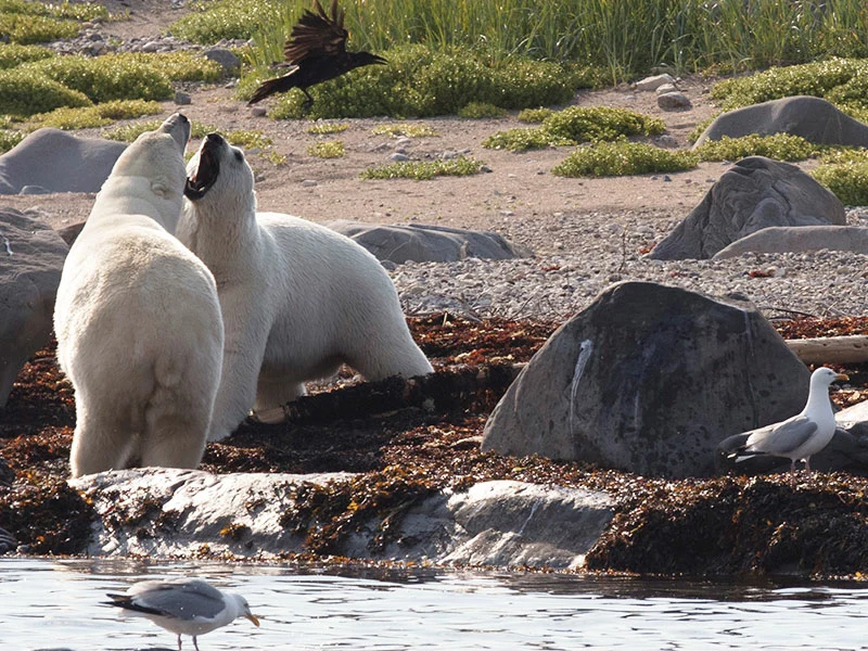 Canada Polar Bear Tours | Beluga Whales, Bears & Bloom