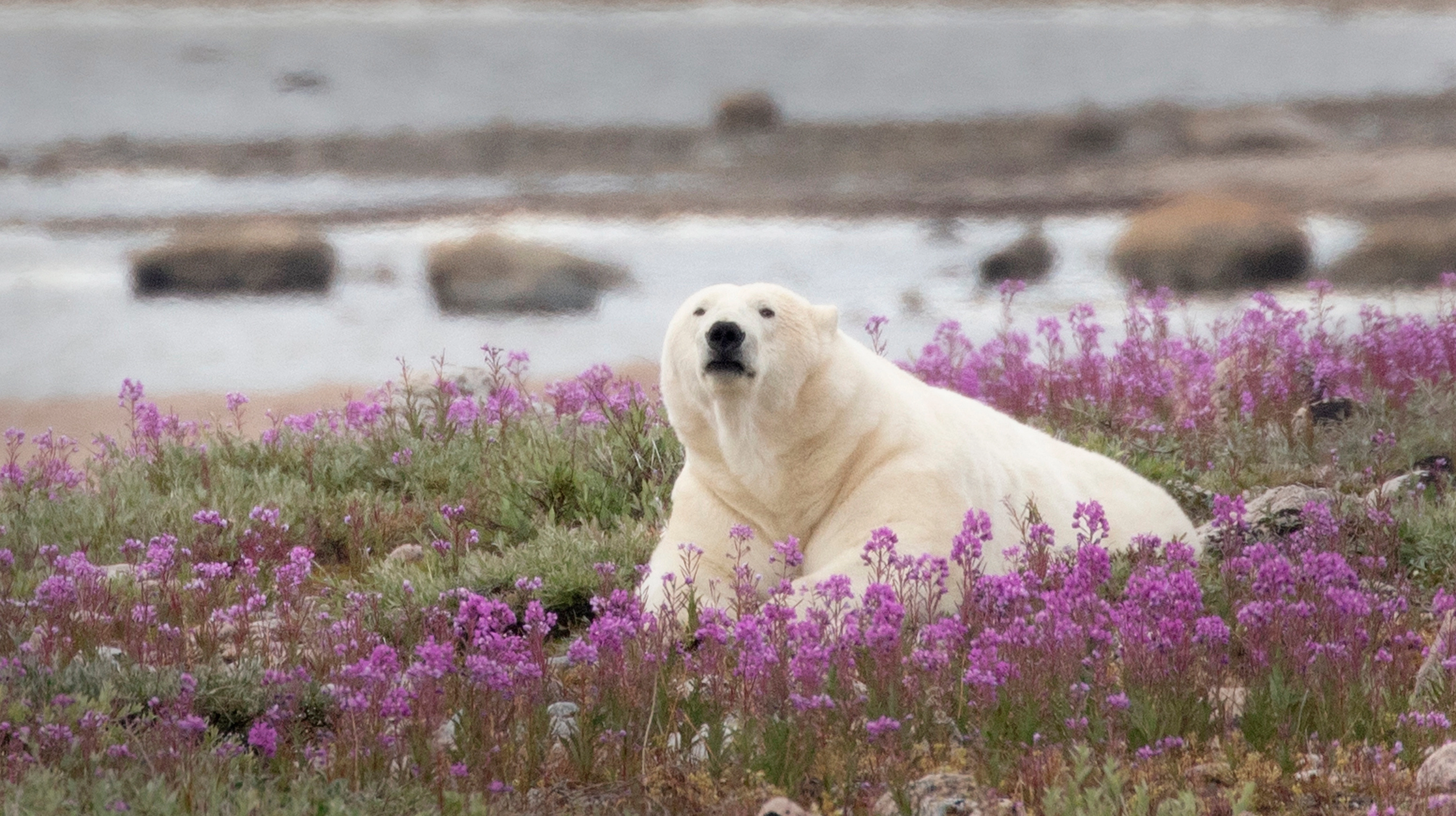 Canada Polar Bear Tours | Beluga Whales, Bears & Bloom