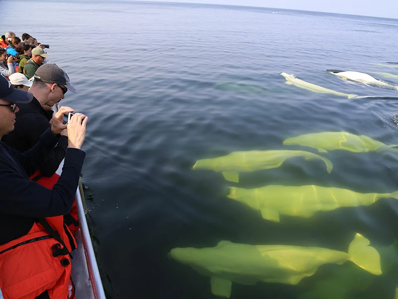Canada Polar Bear Tours | Beluga Whales, Bears & Bloom