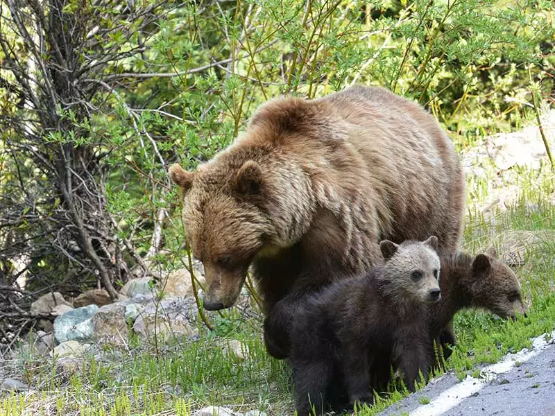 Canadian Rockies & Vancouver Island Road Trip | Bears Icefield Parkway