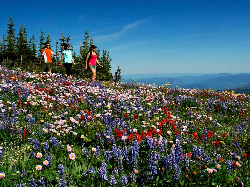 Canadian Rockies Scenic Delights by Road & Rail | Sun Peaks Resort