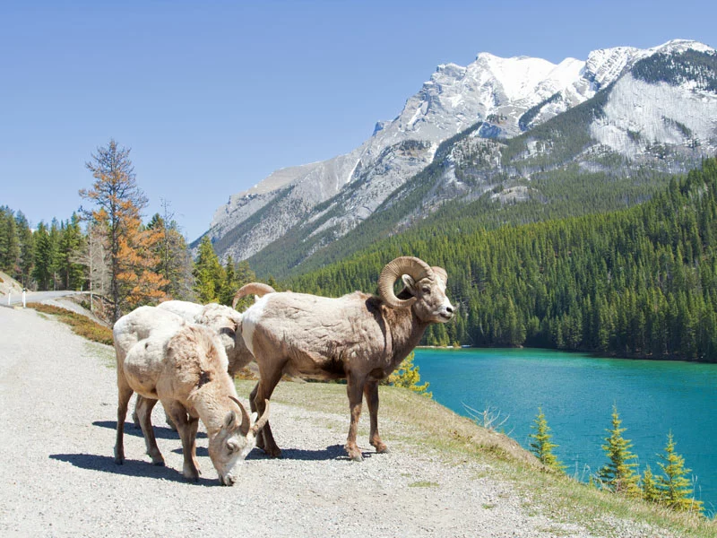Canadian Trails Rail Across Canada | Big Horn Sheep Canadian Rockies