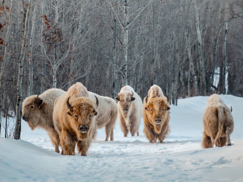 Christmas in the Canadian Rockies Winter Train Vacations | Jasper Wildlife