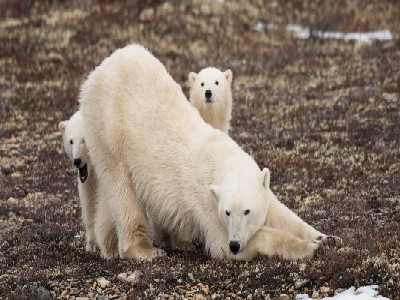 churchill-autumn-wildlife-spectacle-polar-bears-belugas-and-auroras