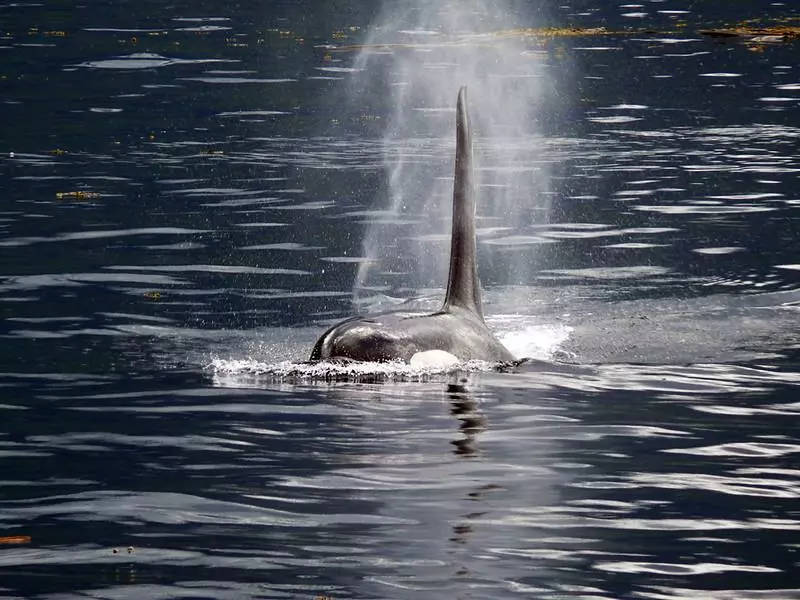 Clayoquot Wilderness Lodge | Canada Luxury Lodges