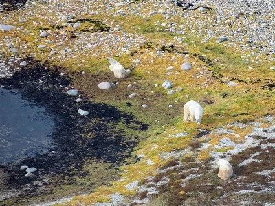 Polar Bear & Aurora Arctic Adventure