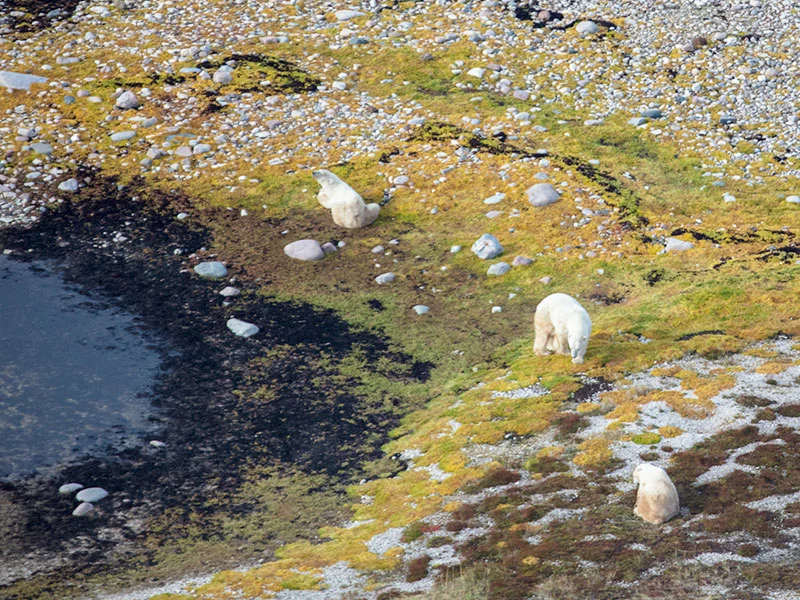 Colors & Lights Arctic Polar Bear Adventure - Polar Bears