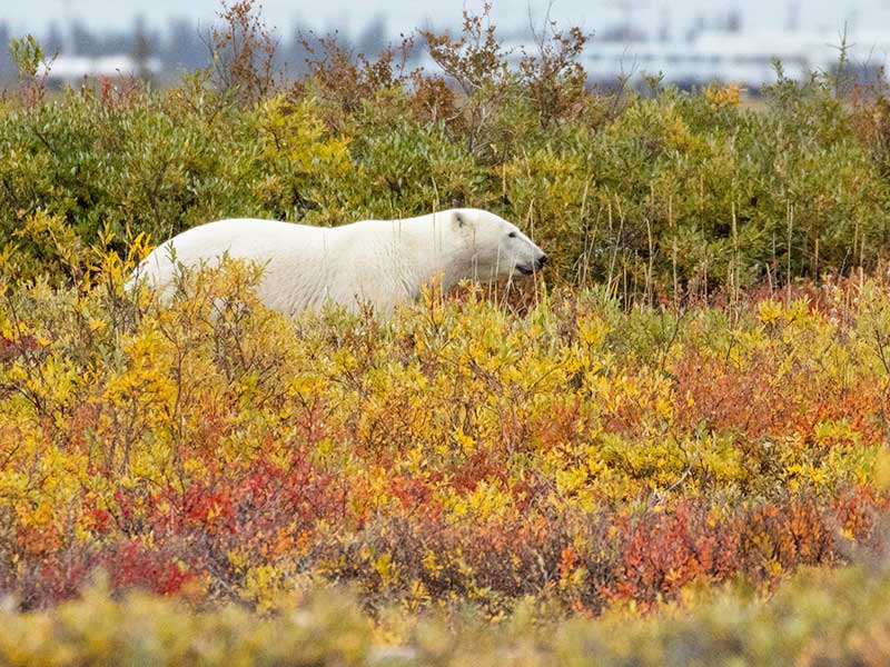 Colors & Lights Arctic Polar Bear Adventure - Polar Bear