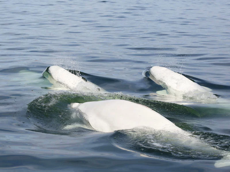 Colors & Lights Arctic Polar Bear Adventure - Belugas