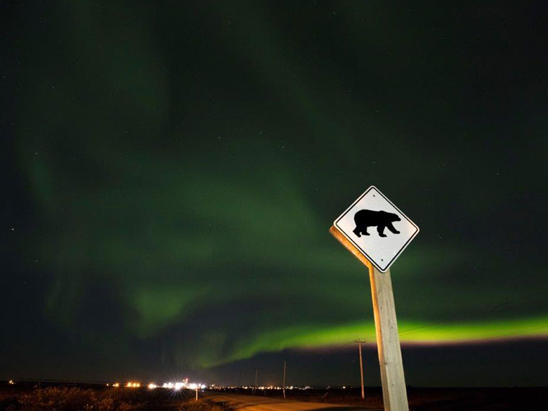 Colors & Lights Arctic Polar Bear Adventure  - Northern Lights