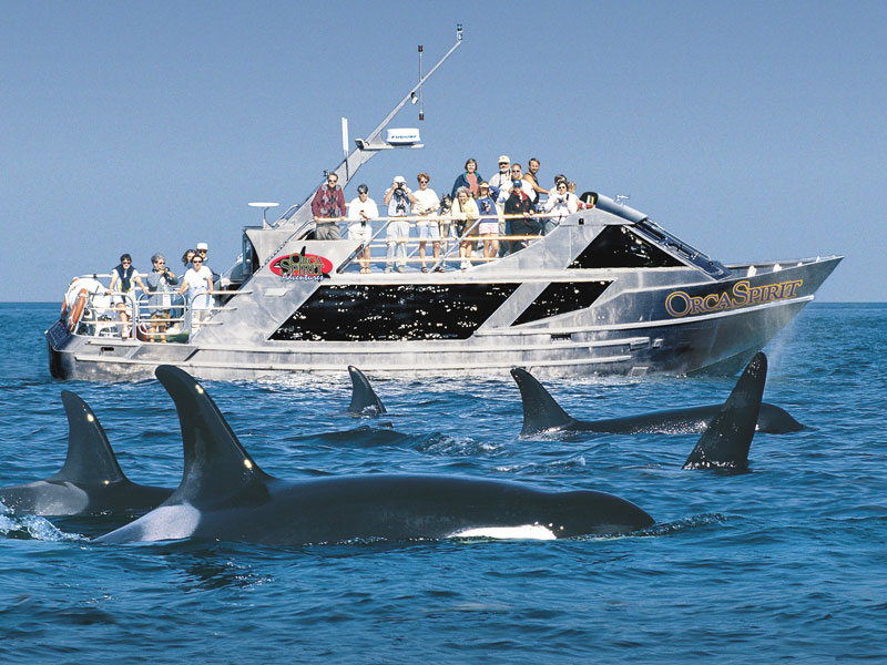 Victoria with Whales and Floatplane Package | Victoria Whale Watch Cruise