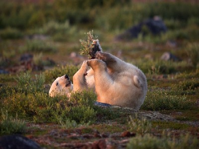 from-polar-bears-to-northern-lights