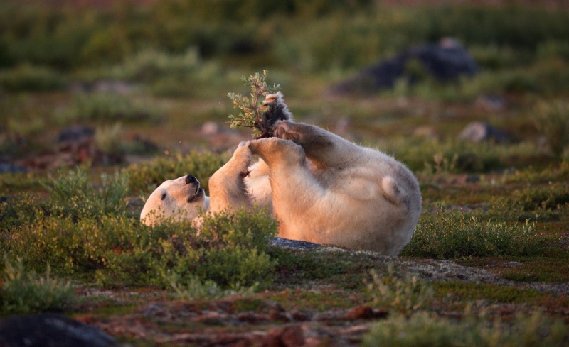 From Polar Bears to Northern Lights: 7 Compelling Reasons to Visit Churchill, Manitoba