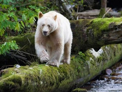 Great Bear Rainforest search for the Mystical Spirit Bear 