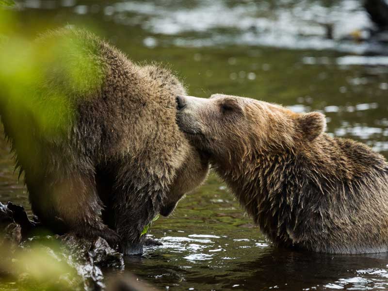 Grizzlies, Orcas and Black Bears Vancouver Island Road Trip