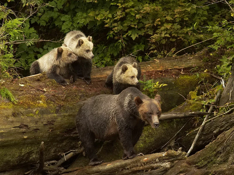 Vancouver Island Road Trip | Grizzly Bears Knight Inlet Lodge