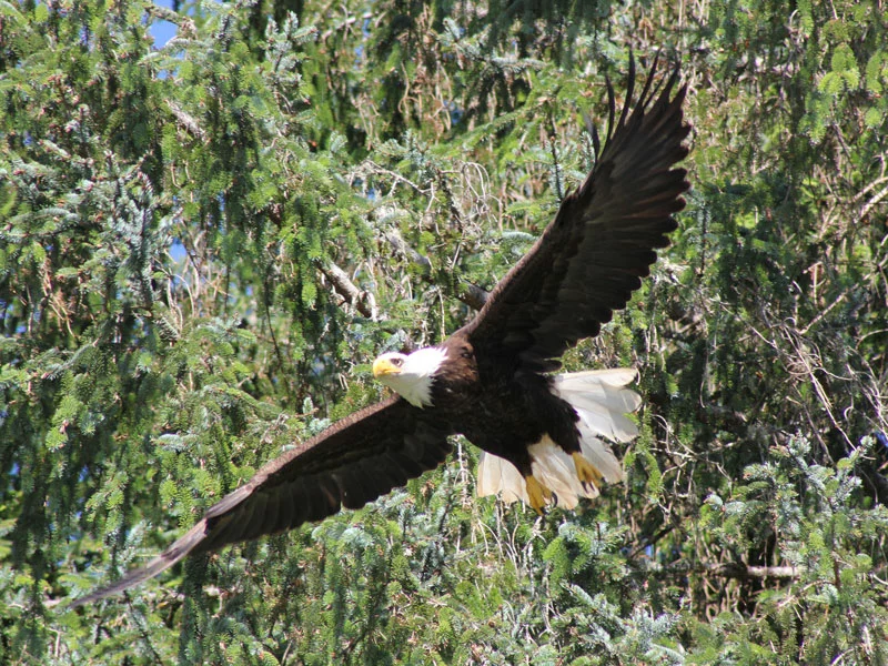 Vancouver Island Road Trip | Bald Eagles Knight Inlet Lodge