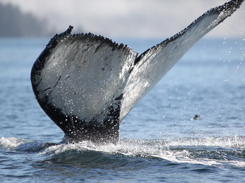 Vancouver Island Road Trip | Tofino Whale Watching