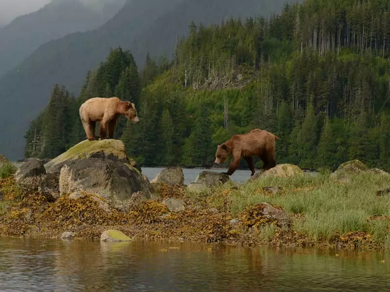 Grizzly Bears Tours of Knight Inlet, BC, West Coast, Canada