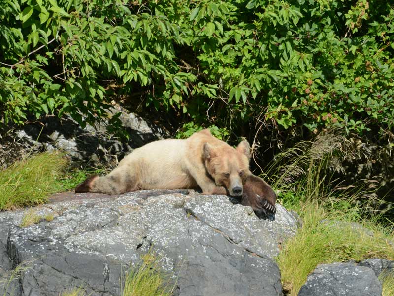 Grizzly Bears Tours of Knight Inlet, BC, West Coast, Canada